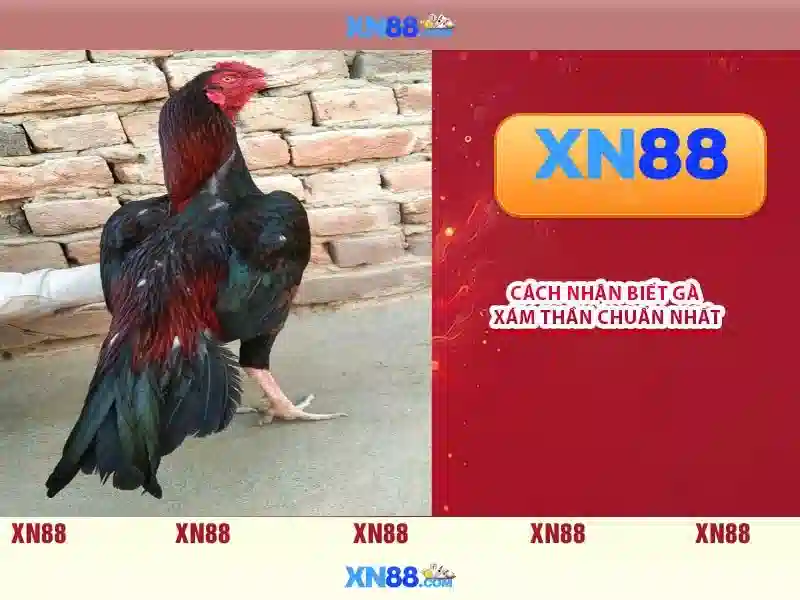 Giao diện nhà cái hoàn hảo