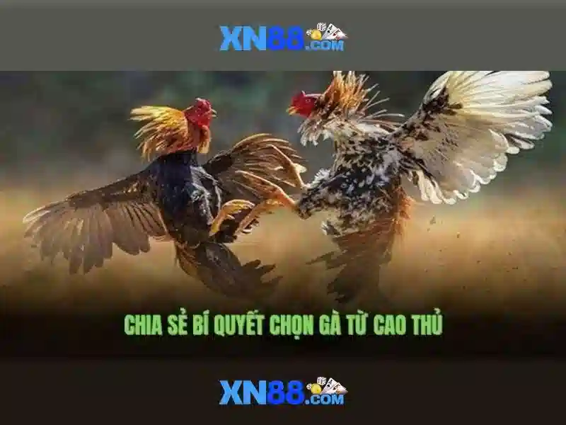 Giới thiệu về xn88