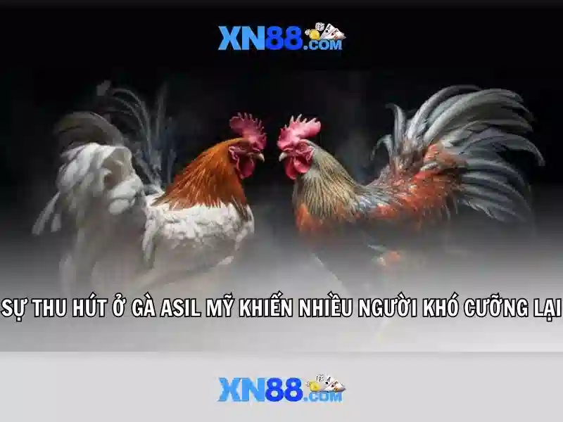 xn88: Nền tảng giải trí và cá cược trực tuyến an toàn Giao diện nhà cái hoàn hảo