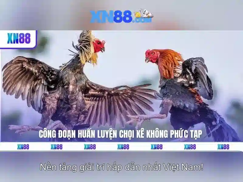 Trải nghiệm người dùng và thanh toán